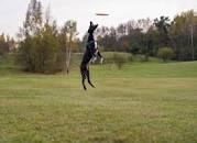 fetch fetch