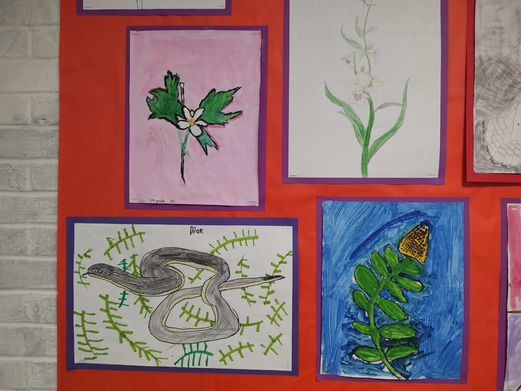 5th grade observational drawings of meadow species. 