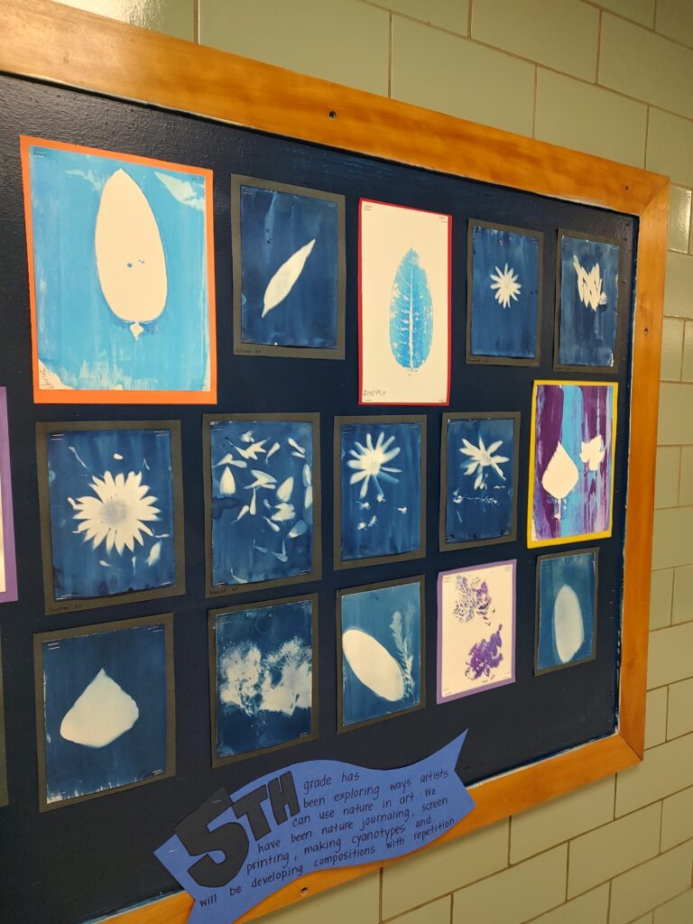 5th grade cyanotypes from nature on our school grounds