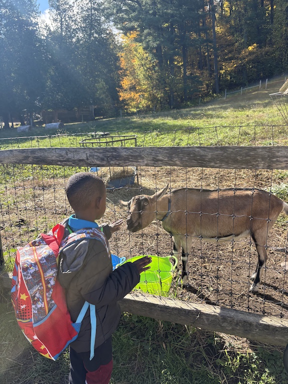 Feeding the goats